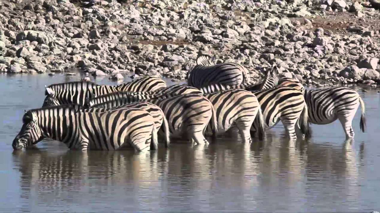 Zèbres Etosha Namibie