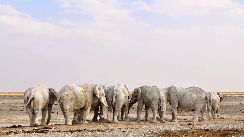Etosha National Park Namibie