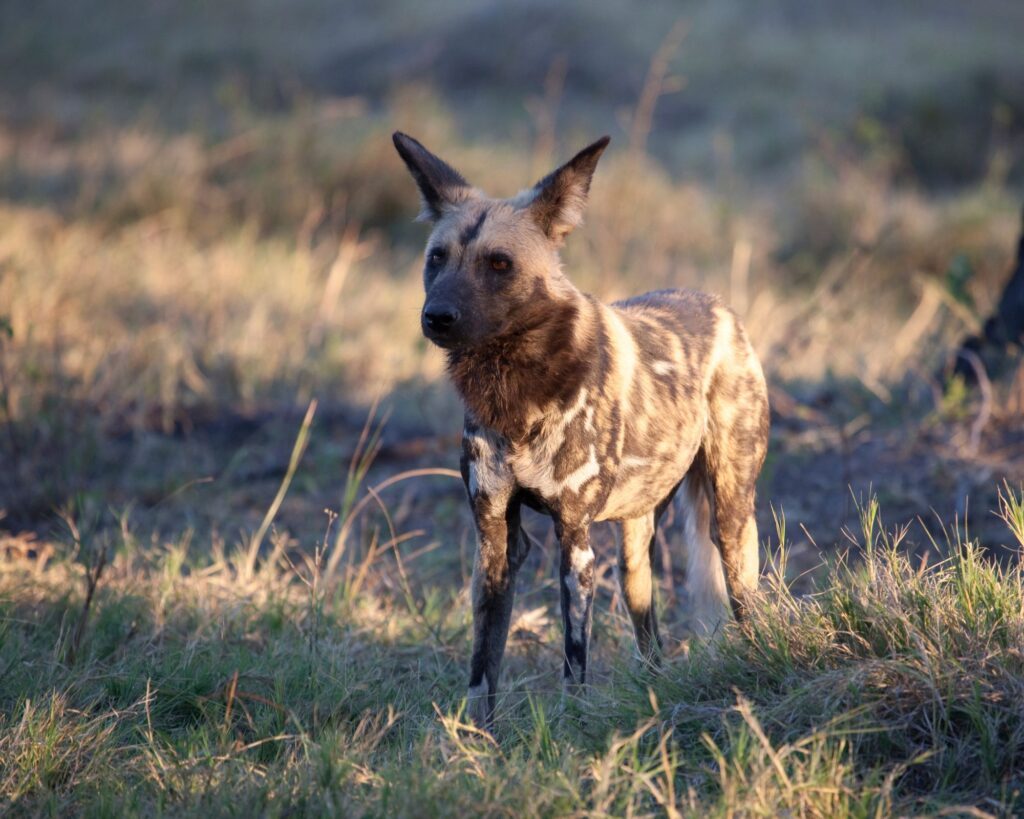 lycaon Moremi Game Reserve