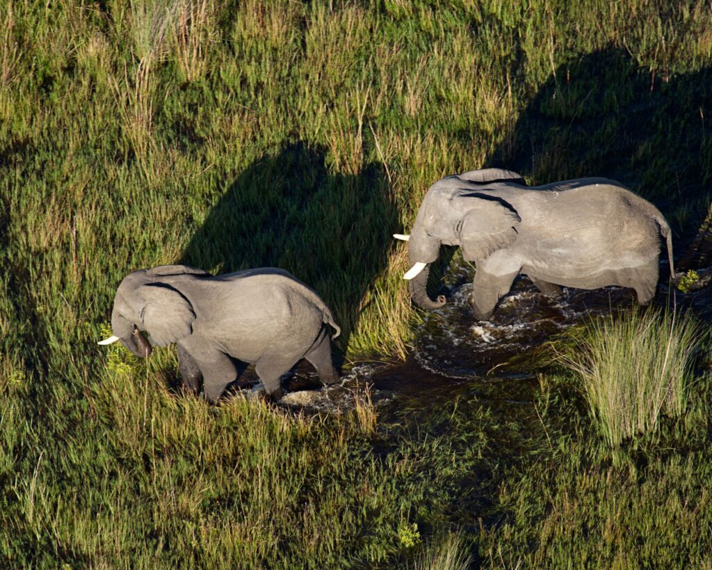 Moremi Game Reserve